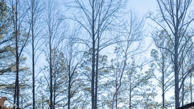 GreenForce Haul Away Photo