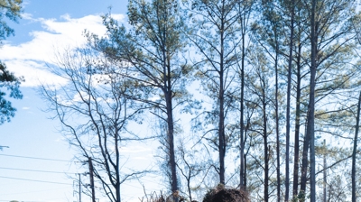 GreenForce Haul Away Photo